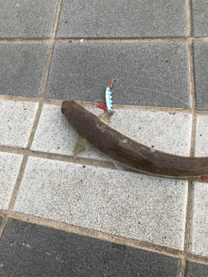 回遊無しです。