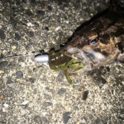 大阪湾ロックフィッシュゲーム