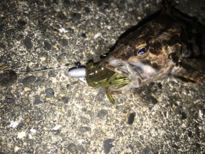 大阪湾ロックフィッシュゲーム