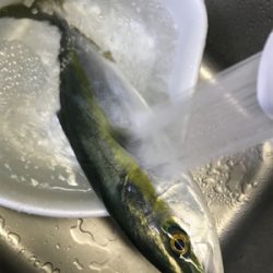 heyheyshipさん 2回目釣行