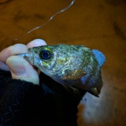 3月メバル・満潮下げ始めに食い気アップ