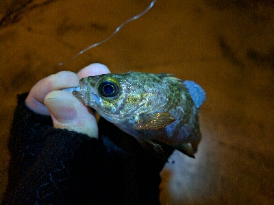 3月メバル・満潮下げ始めに食い気アップ