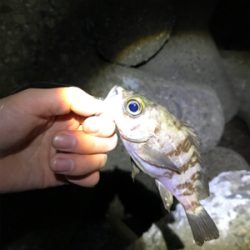 日が悪かった…