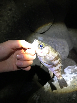 日が悪かった…