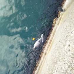 久し振りの垂水一文字