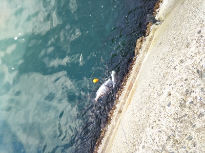 久し振りの垂水一文字