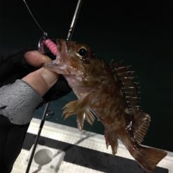 釣り人家ロックフィッシュショート便
