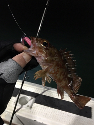 釣り人家ロックフィッシュショート便