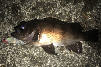 昨年のこの時期を再現できるか？