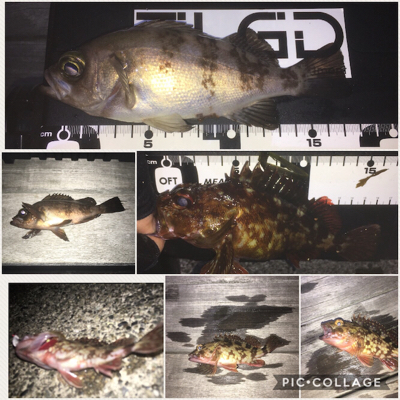 リアルクレセント