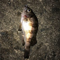 釣りをする。