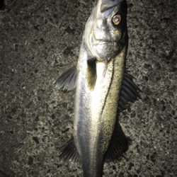 何とかシーバスゲット