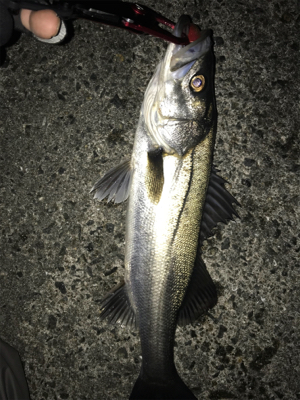 何とかシーバスゲット