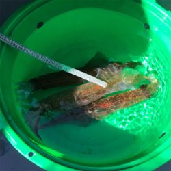 横須賀大津の小川丸さんで沖の瀬のヤリイカ。