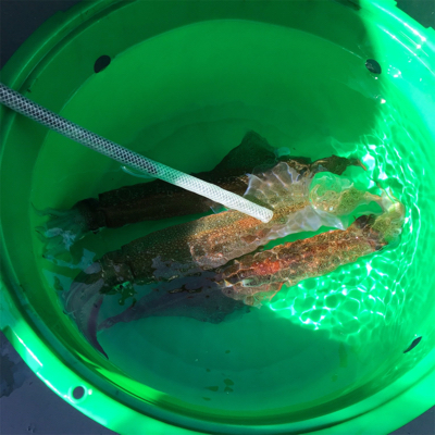 横須賀大津の小川丸さんで沖の瀬のヤリイカ。…