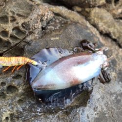 朝マズメで一杯