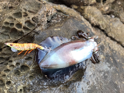 朝マズメで一杯