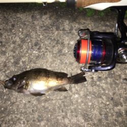 和歌山メバル行脚！