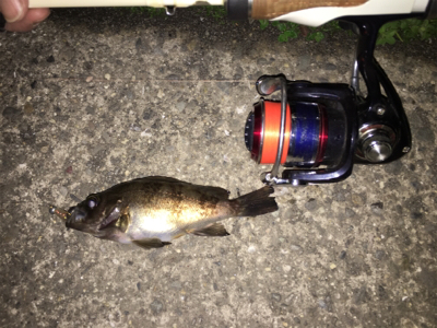 和歌山メバル行脚！