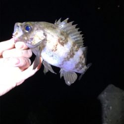 ふぉーる虫をフォール中で