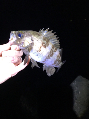 ふぉーる虫をフォール中で