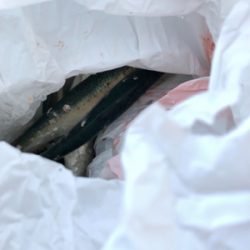 イワシが食べたいから