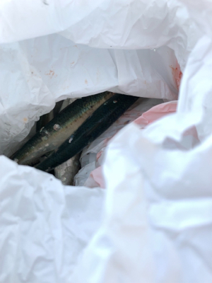 イワシが食べたいから