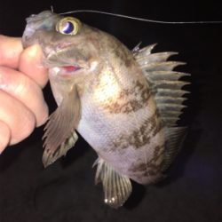 漁港でメバリング