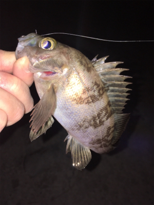 漁港でメバリング