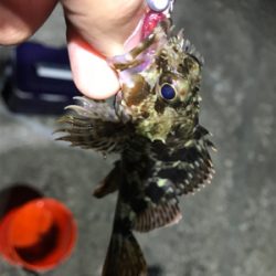 ガッシーに癒されましたー