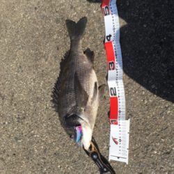 またまたおチヌ様