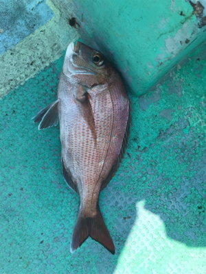 鯛サビキ  瀬戸大橋付近  大量！