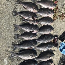 ラストのグレ釣り