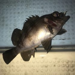 メバルorセイゴ