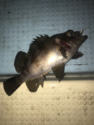 メバルorセイゴ