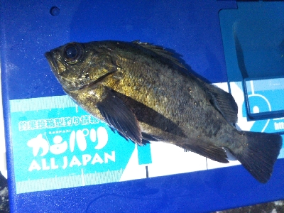 阿南市の椿泊でメバリング