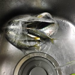 サビキ釣果