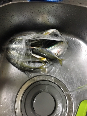 サビキ釣果