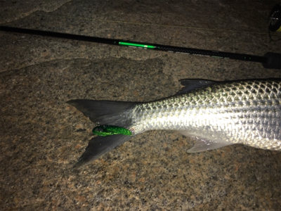 18年淀川 初釣果