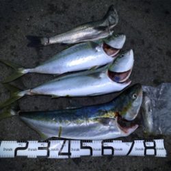 ブリ！ブリ！！ブリ！！！