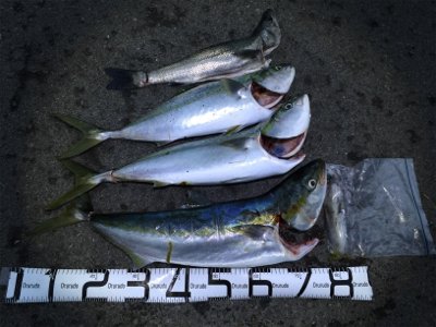 ブリ！ブリ！！ブリ！！！