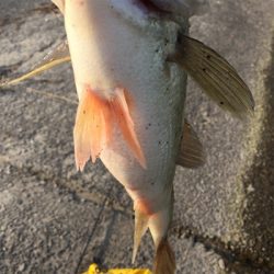 18春 初バス‼︎45㎝