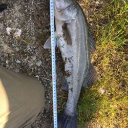 一投目でヒット