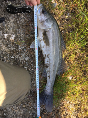 一投目でヒット