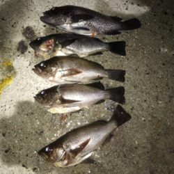 まだまだ根魚祭り