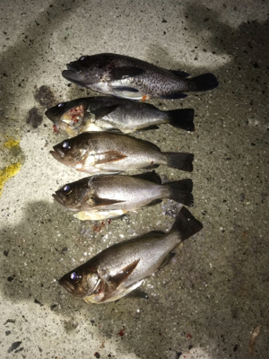 まだまだ根魚祭り