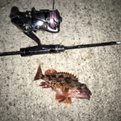 久し振りの淡路島釣行