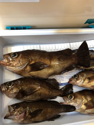 メバリング釣行