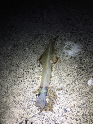 寒い中の釣行。もっと暖かいかと…