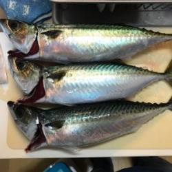 アジとサバたくさん